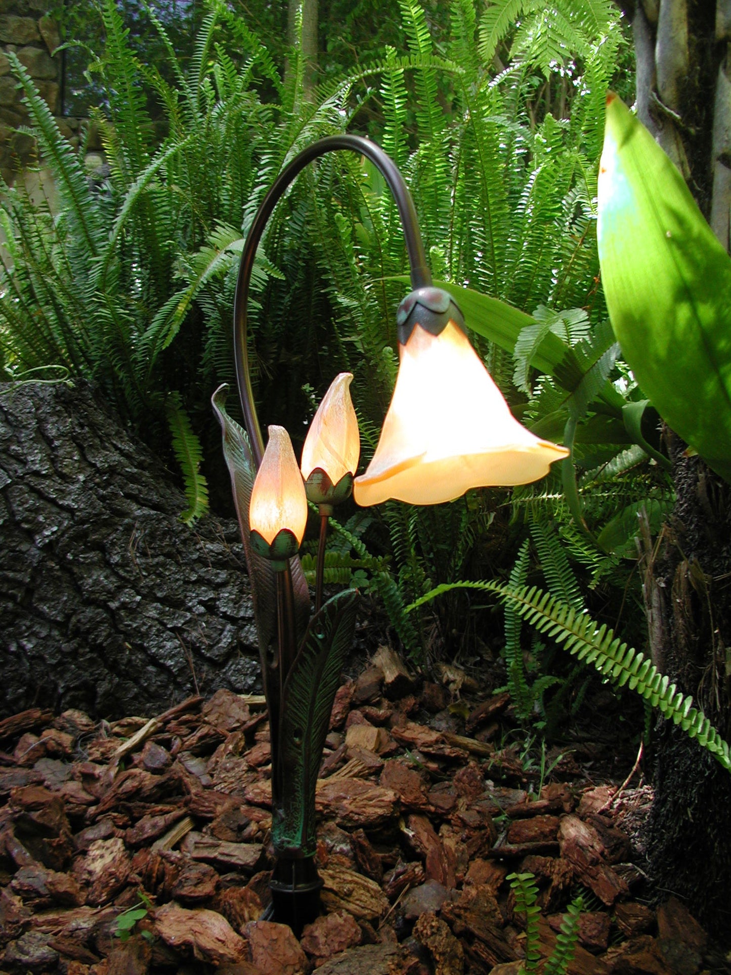 Evening Primrose